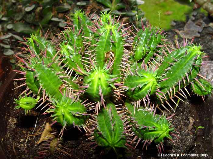 Euphorbia aggregata BRGR.