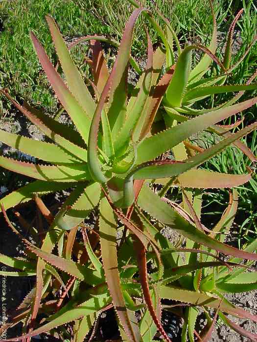 Aloe arborescens MILL.