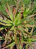 Aloe arborescens