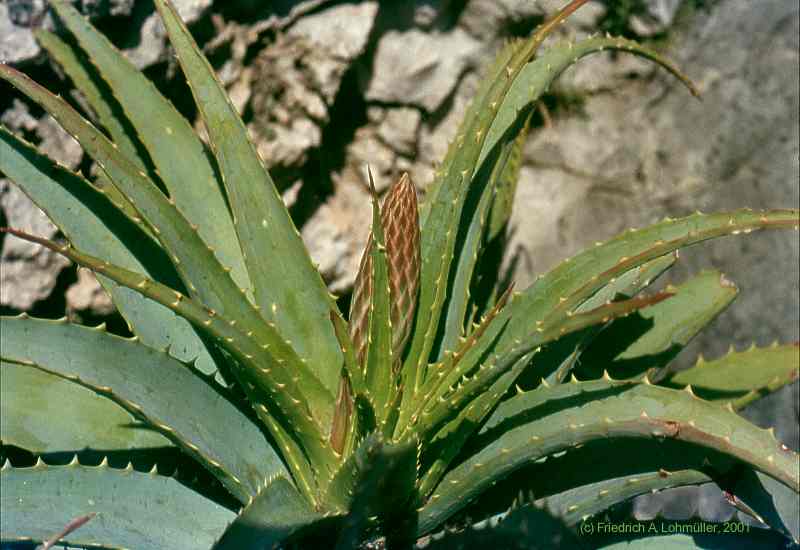 Aloe arborescens MILL.