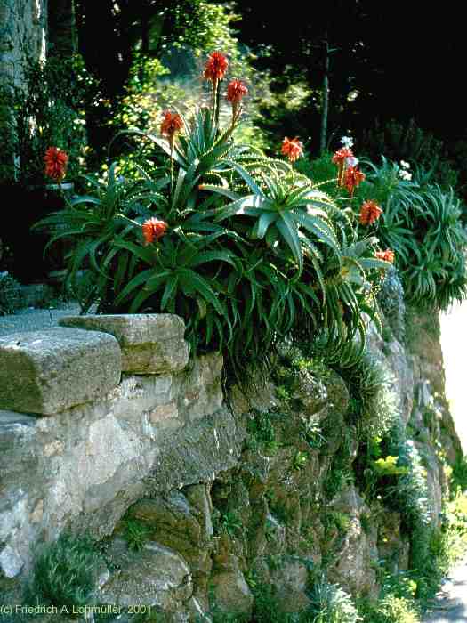 Aloe arborescens MILL.