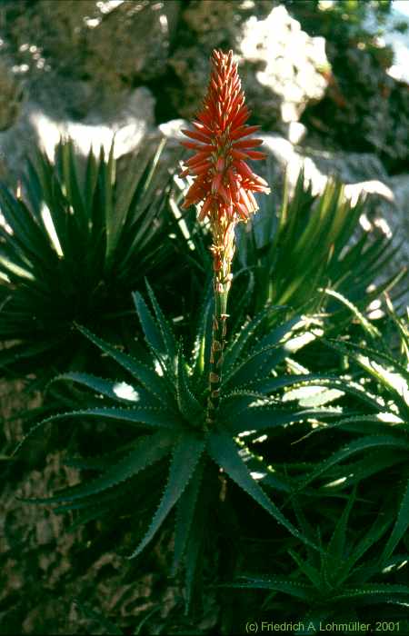 Aloe arborescens MILL.