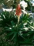 Aloe arborescens