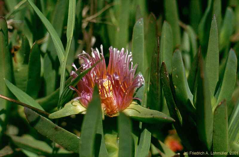 Carpobrotus edulis