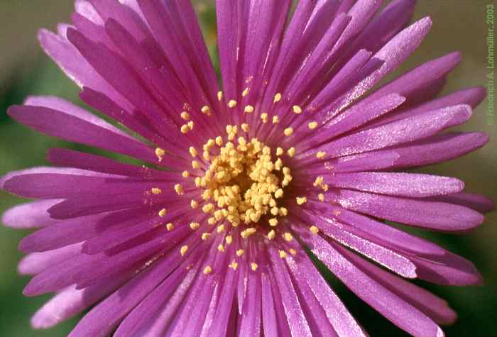 Lampranthus roseus