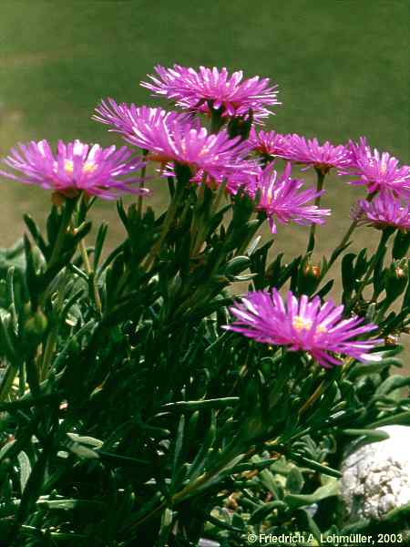 Lampranthus roseus