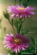 Lampranthus roseus