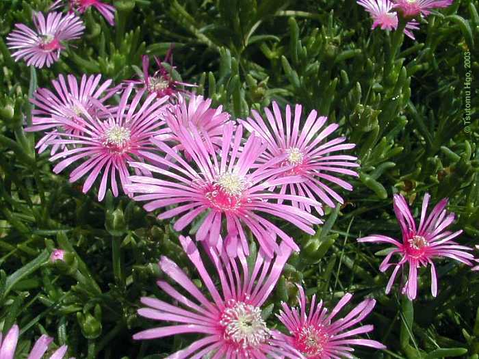 Lampranthus roseus