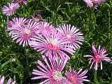 Lampranthus roseus