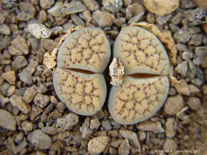 Lithops verruculosa