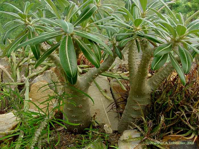 Pachypodium rosuleatum