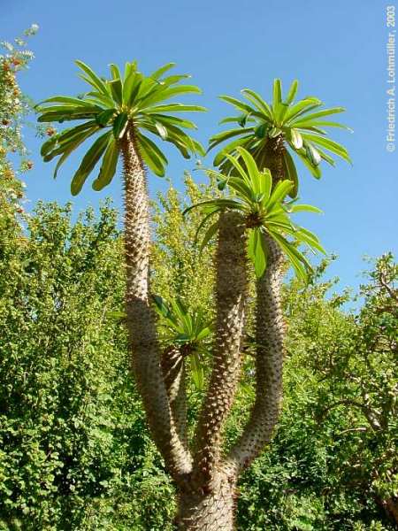 Pachypodium lamerei DRAKE