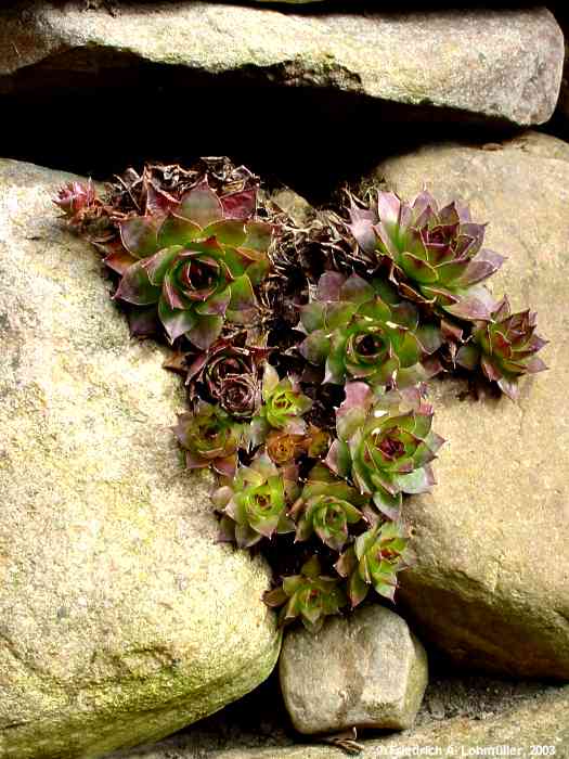 Sempervivum tectorum L. hybr.