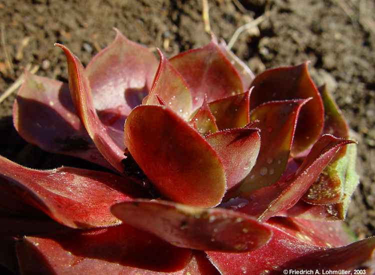 Sempervivum species