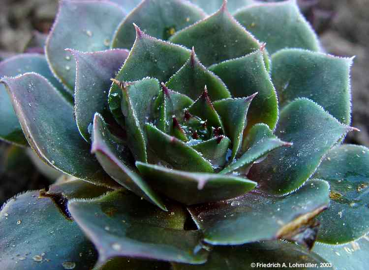 Sempervivum species