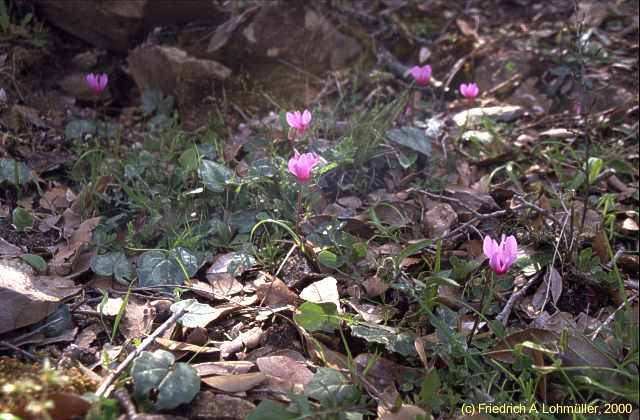 ciclamini - wild cyclamen