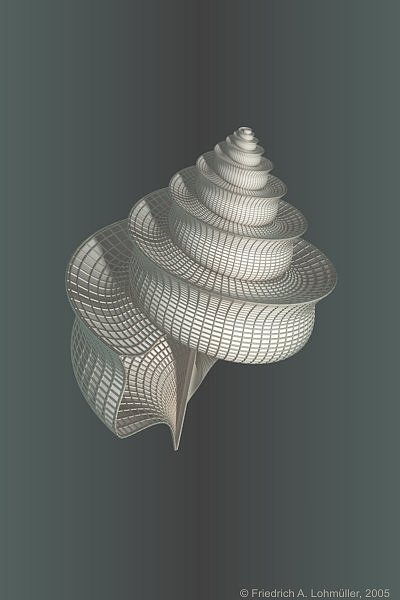 Silvery Snail Shell
